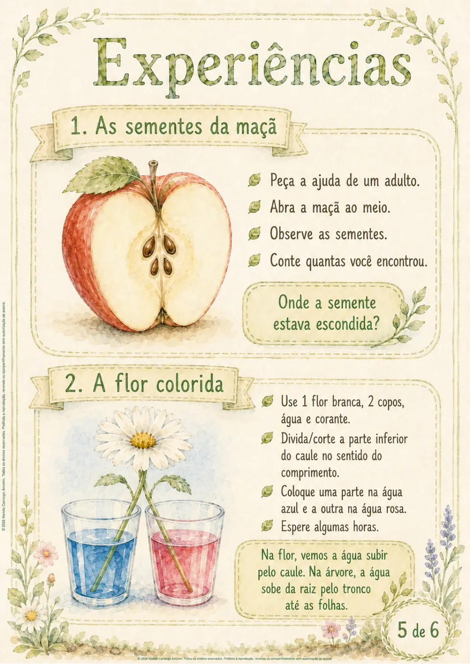 Experiência da flor colorida em Ciências