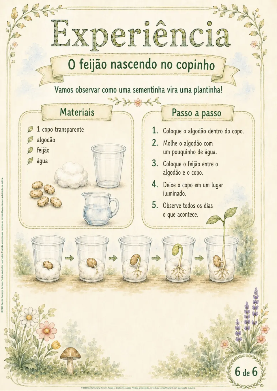 Experiência de germinação do feijão
